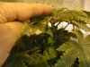 5th day flowering (6).jpg