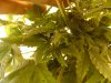 5th day flowering (10).jpg