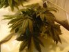 5th day flowering (11).jpg