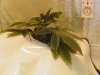 5th day flowering.jpg