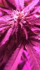 B579578B-E3E2-4DF6-B9AC-76A20AB47105.jpeg