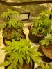 transplanted clones jan 22.jpeg