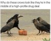 crows.jpg