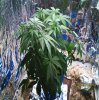 new grow 004.JPG