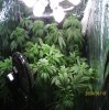 new grow 006.JPG