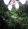 new grow 012.JPG