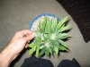 IMG_1160.jpg