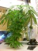 DSCN7749.jpg