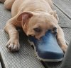 dog-nose-shoe3.jpg