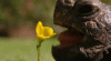 flower.gif