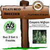 AV3 Genetics - Caspers Afghan.jpg