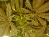 6th day hps (3).JPG