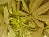 6th day hps (2).JPG
