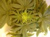 6th day hps (6).JPG