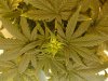 6th day hps (8).JPG