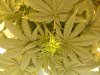 6th day hps (9).JPG