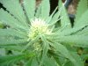 cbninjas-albums-first-grow-week-3-picture58659-journalweek3-011.jpg