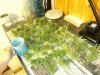 grow journal 467.jpg