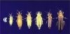 5 thrips.jpg