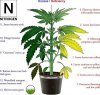 Nitrogen_-deficiency_-marijuana_-diagram.jpg