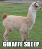 alpaca-memes-17-1.jpg