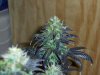 100_0077.jpg
