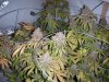 somebody041-albums-first-grow-picture58777-dk1.jpg