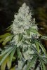 Super Silver Hashplant x Cobra Lips 4.jpg