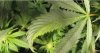 Tobacco-mosaic-virus-on-marijuana-plants-2-600x317.jpg