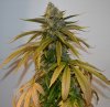 Amherst Sour Diesel 3.jpg