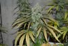 Amherst Sour Diesel 1A.jpg