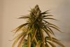 Amherst Sour Diesel 1.1.jpg