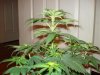 day 8 flowering 007.jpg