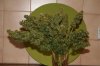 harvest day 55 flower 021.jpg