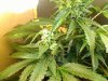 Great White Shark Flowering Day 46 #2.jpg