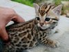 cat-cute-filhote-fofo-jaguar-Favim_com-363081.jpg
