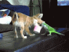 chihuahua_playing_with_parakeet_gif_5152596882.gif