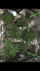 B12B2137-48F6-460F-8A0E-AFBFF241DEE1.png