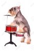 11693836-dog-with-a-drum-kit-studio-shot.jpg