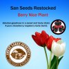 San Seeds Restock.jpg