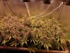 1667096_ripper-seeds-zombie-kush-3-grow-journal-by-cannapprentice-growdiariesripper-seedszombi...jpg