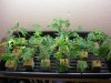 2009_0501clones0013.jpg