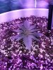 1949029_crop-king-seeds-white-widow-grow-journal-by-clstr8cropkingseedswhite-widow.jpg