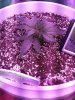 1953029_crop-king-seeds-white-widow-grow-journal-by-clstr8cropkingseedswhite-widow.jpg