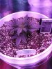 1959039_crop-king-seeds-white-widow-grow-journal-by-clstr8cropkingseedswhite-widow.jpg