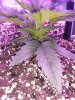 1959040_crop-king-seeds-white-widow-grow-journal-by-clstr8cropkingseedswhite-widow.jpg