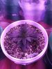 1962395_crop-king-seeds-white-widow-grow-journal-by-clstr8cropkingseedswhite-widow.jpg