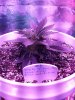 1966003_crop-king-seeds-white-widow-grow-journal-by-clstr8cropkingseedswhite-widow.jpg