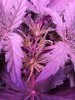 1974983_crop-king-seeds-white-widow-grow-journal-by-clstr8cropkingseedswhite-widow.jpg