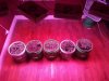 1978802_crop-king-seeds-white-widow-grow-journal-by-clstr8cropkingseedswhite-widow.jpg